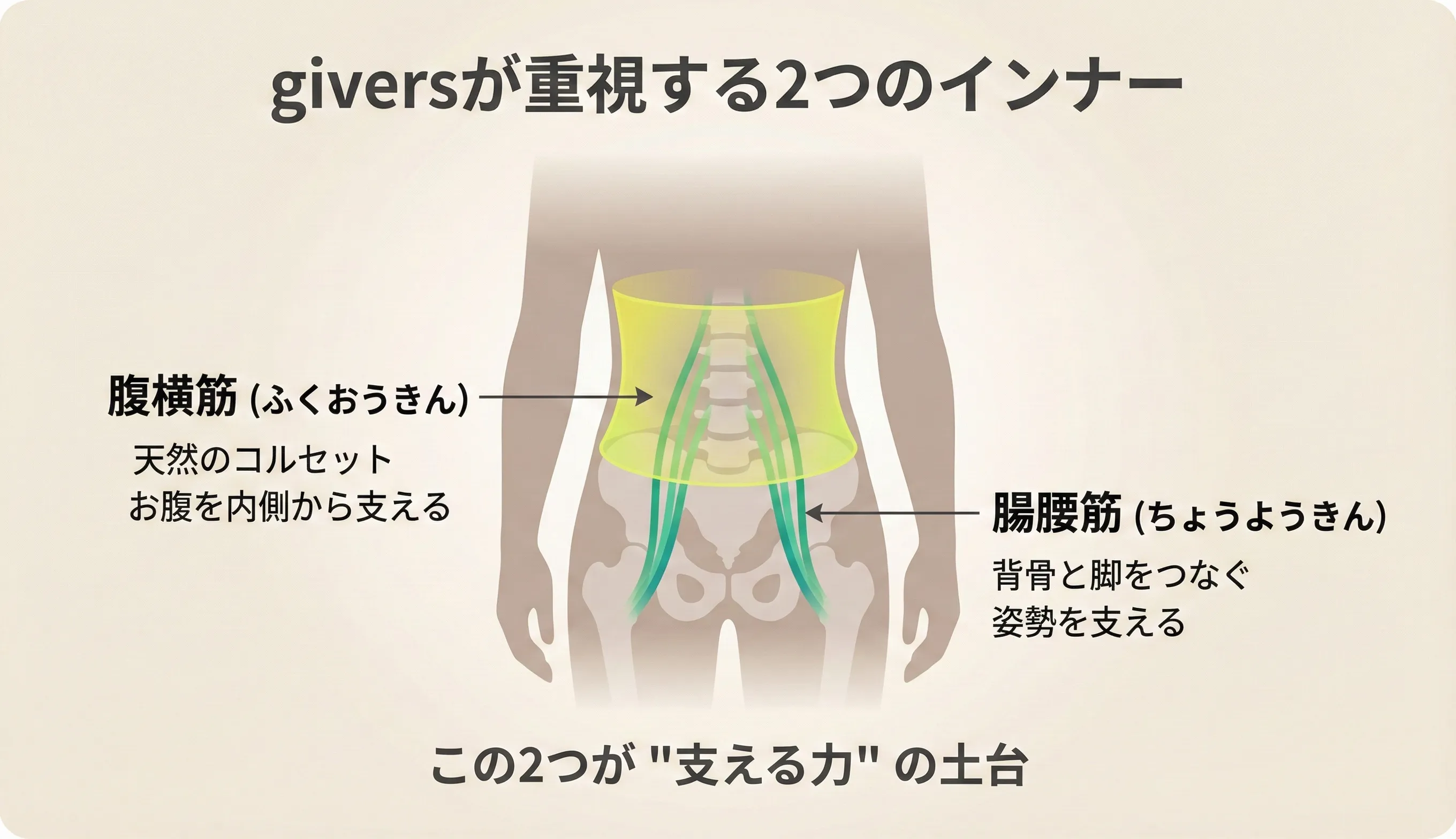 腹横筋と腸腰筋の位置：腹横筋はお腹の最深層に、腸腰筋は背骨前面から骨盤を通り太もも上部に付着する深層筋