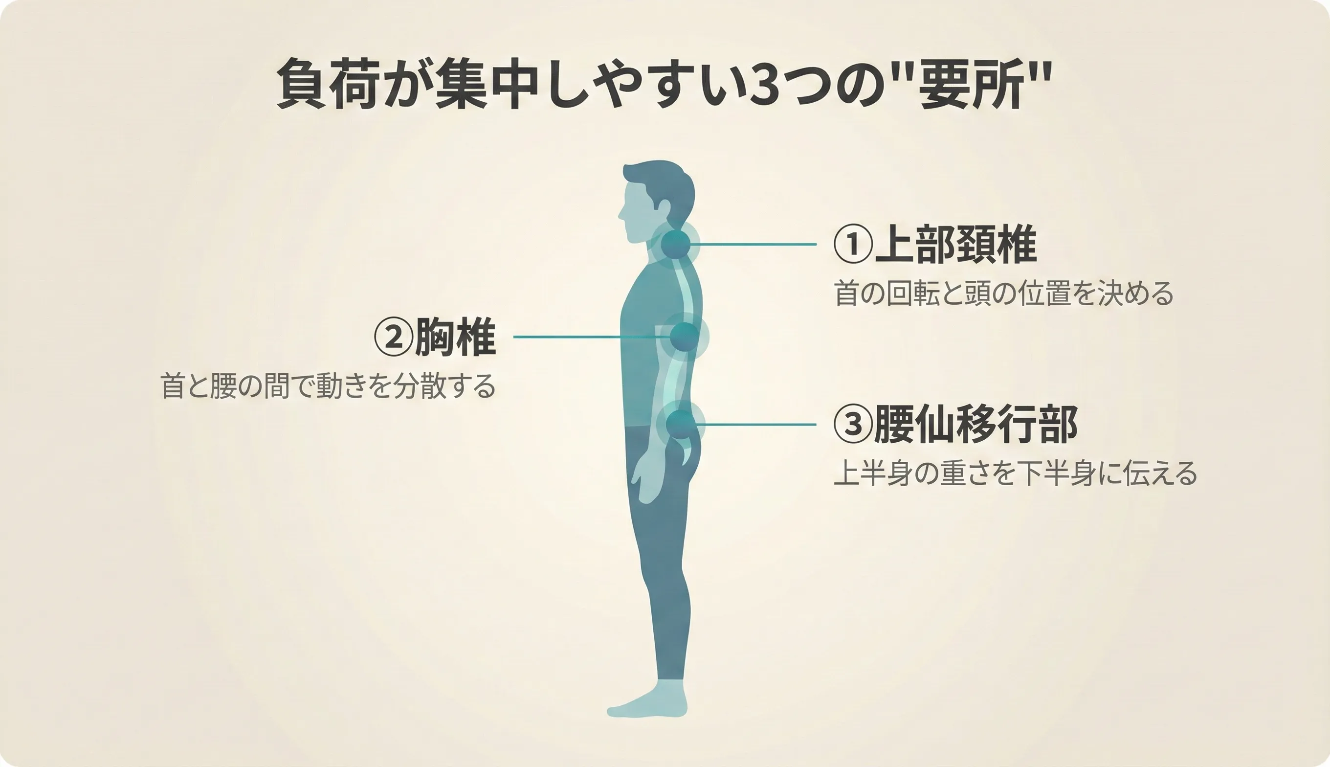 3つの要所の位置図：上部頚椎（C0-C2）・胸椎・腰仙移行部（L5-S1〜仙腸関節）の解剖学的位置を示す脊椎の図解