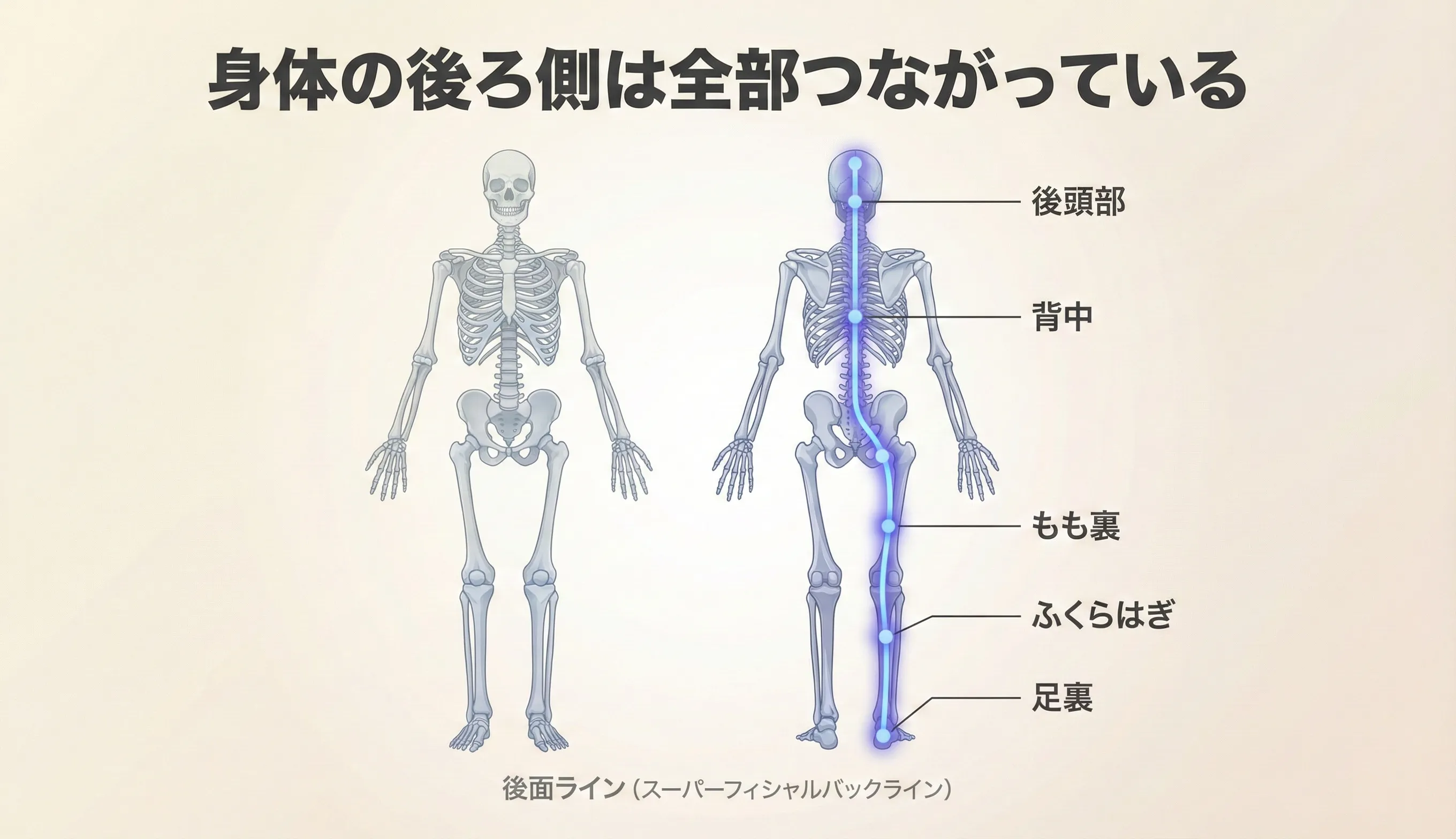スーパーフィシャルバックライン（後面ライン）：足裏からふくらはぎ、もも裏、背中、後頭部まで続く後ろ側のつながりの図解
