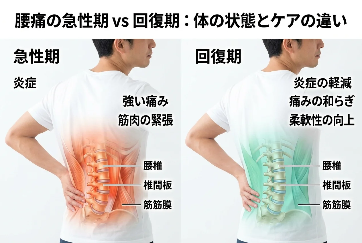 図1：ぎっくり腰に関連する筋肉・関節・骨格の構造