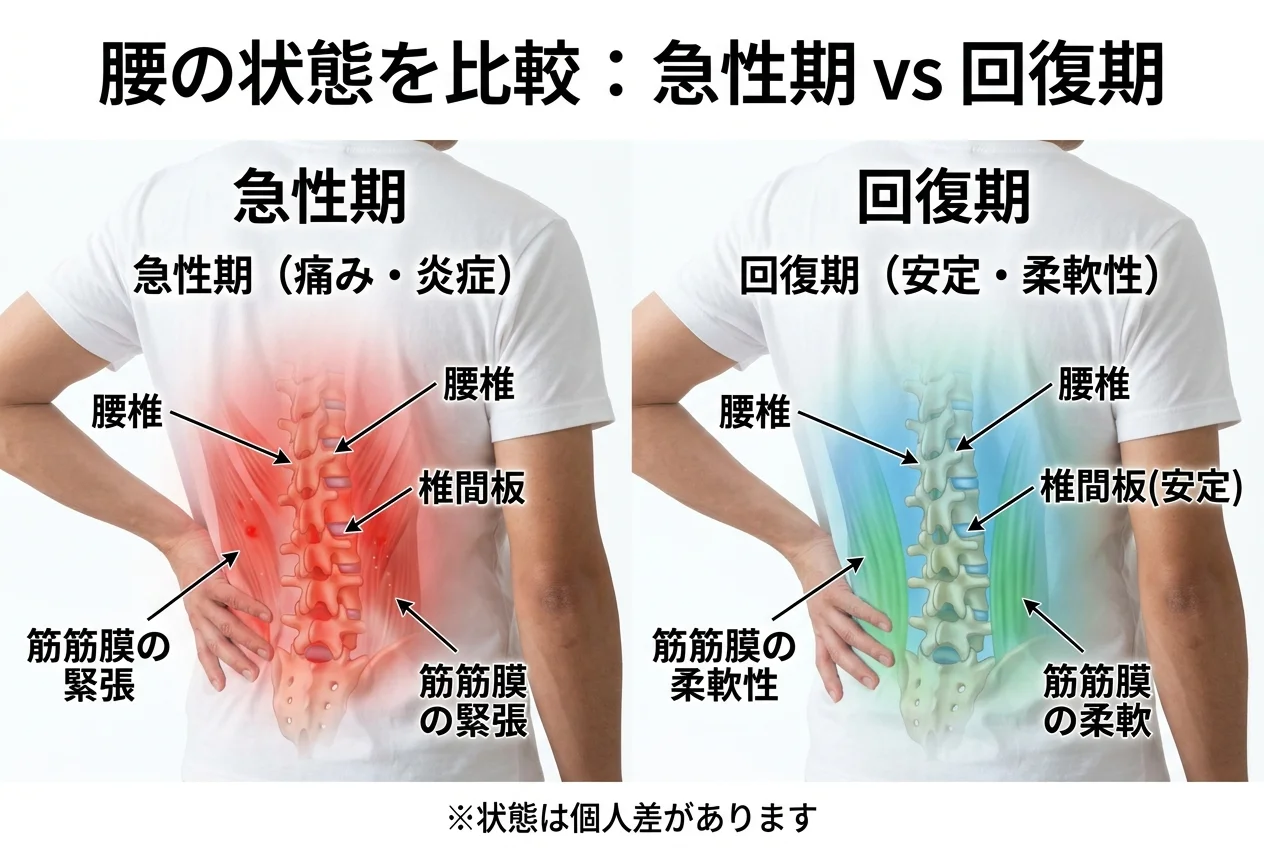 図1：ぎっくり腰に関連する筋肉・関節・骨格の構造