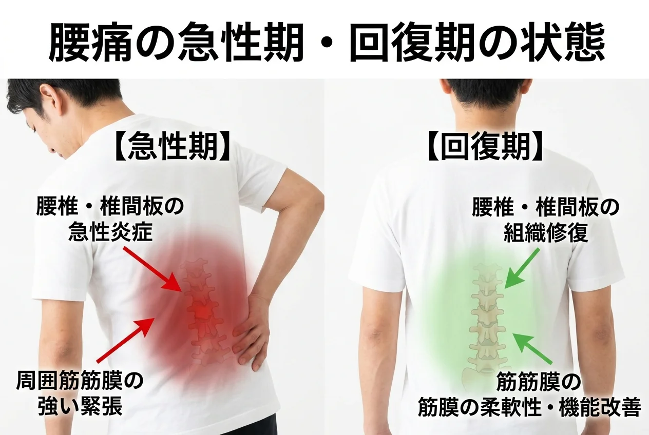 図1：ぎっくり腰に関連する筋肉・関節・骨格の構造
