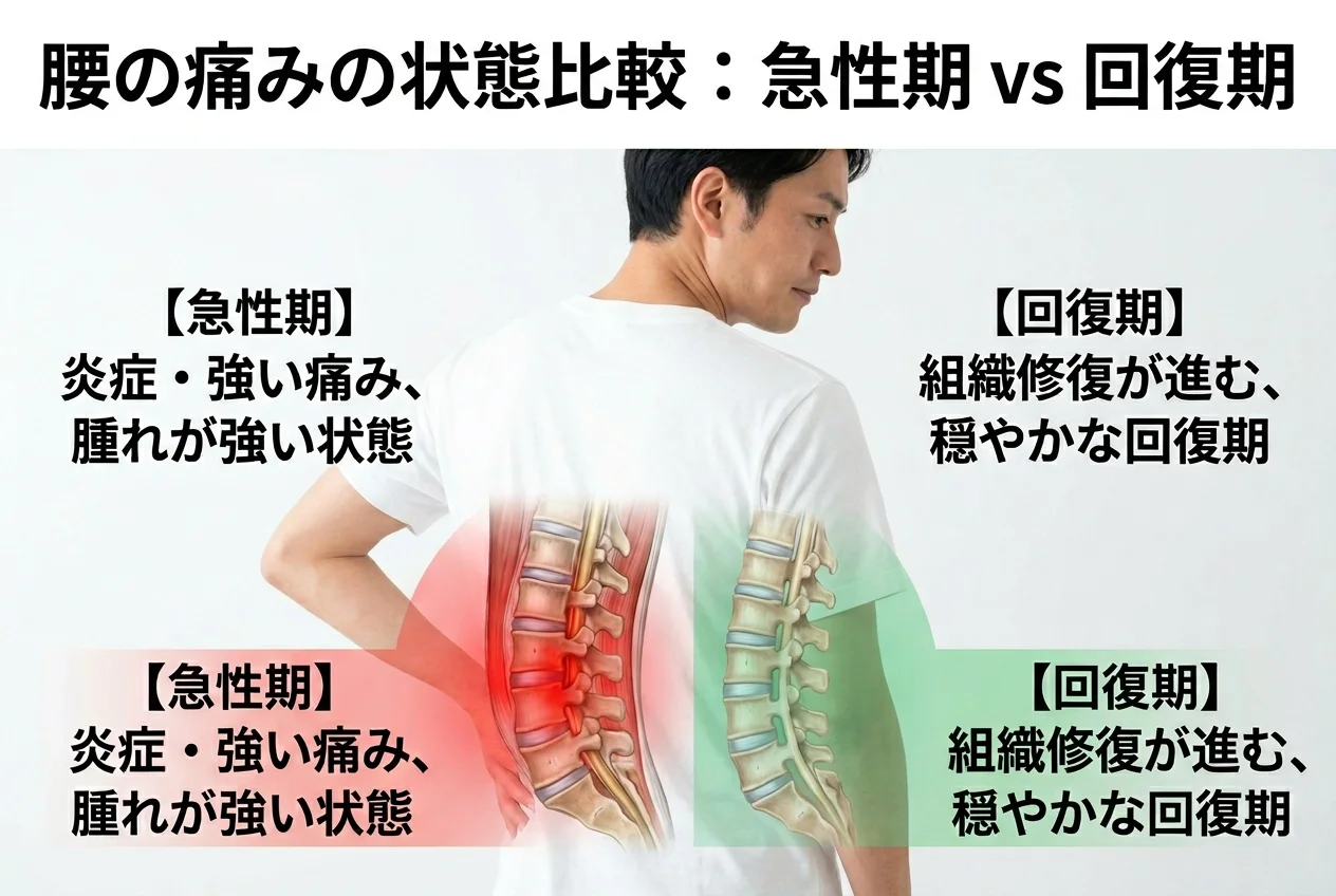 図1：ぎっくり腰に関連する筋肉・関節・骨格の構造