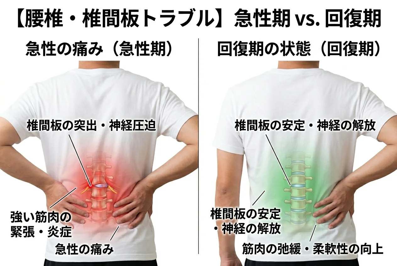 図1：ぎっくり腰に関連する筋肉・関節・骨格の構造
