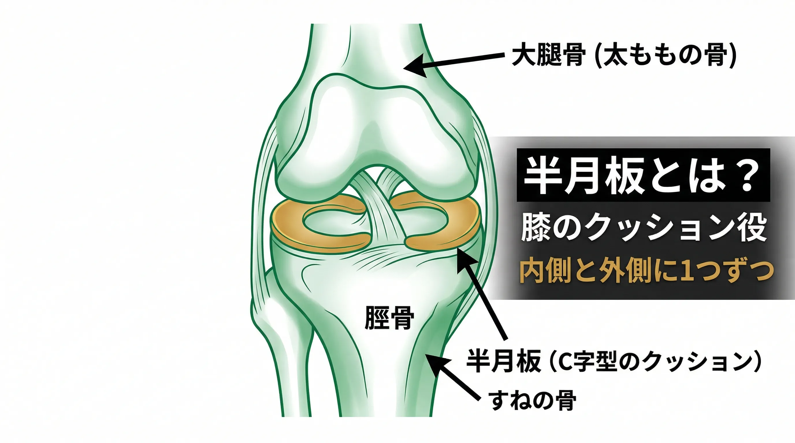 半月板の位置と役割