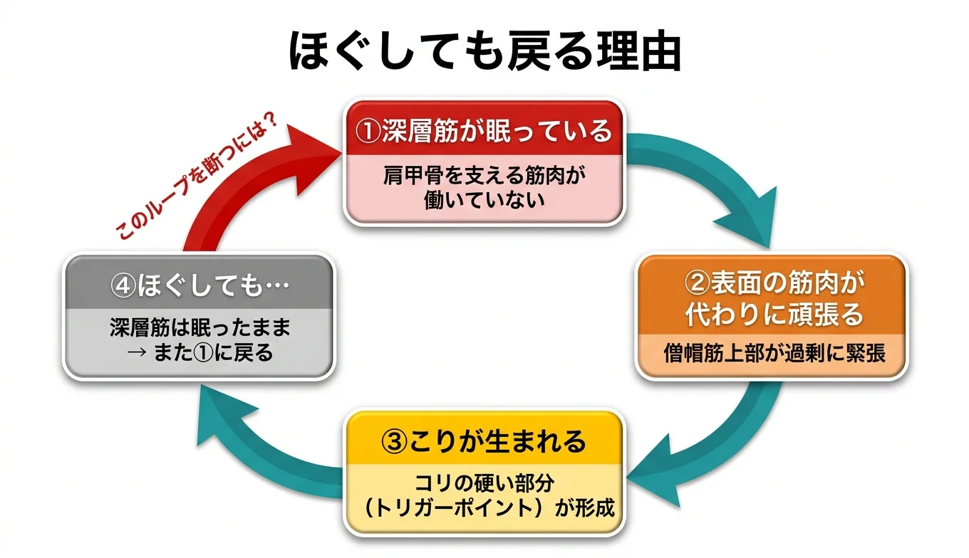図2：「ほぐしても戻る」悪循環のメカニズム