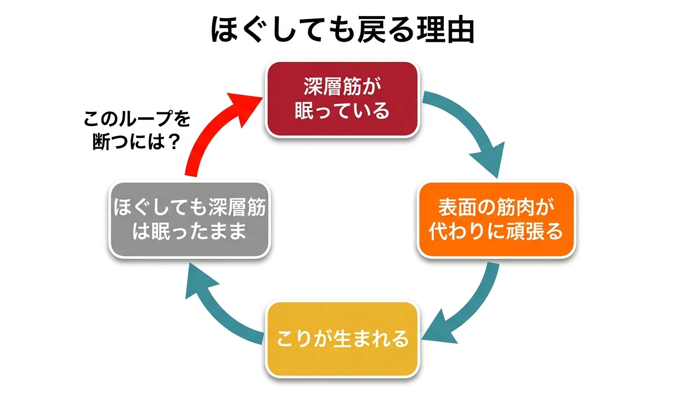 図2：「ほぐしても戻る」悪循環のメカニズム