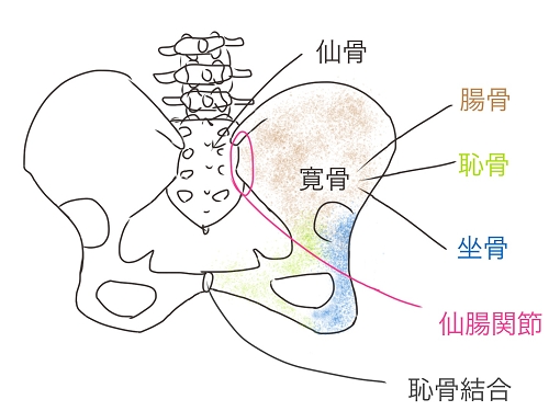 骨盤の構造