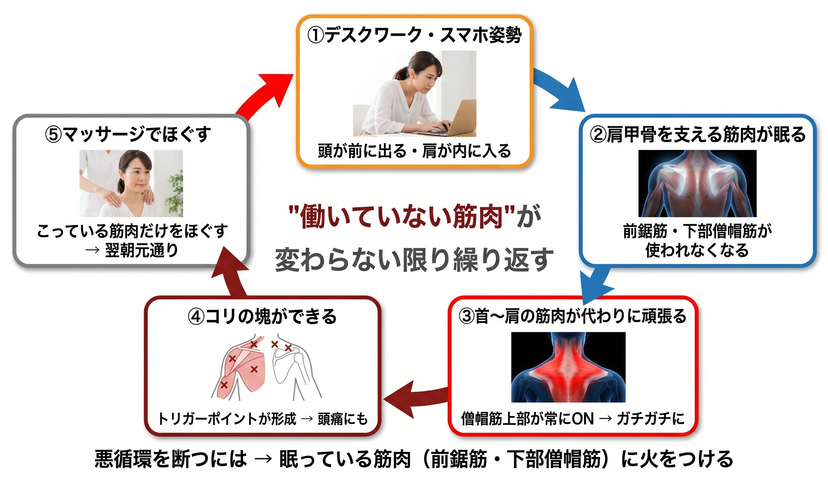 肩こりの悪循環サイクル図：デスクワーク姿勢→支える筋肉が眠る→首肩が代償→コリの塊→マッサージで戻る