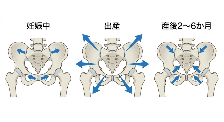 産後の骨盤の変化を示した図