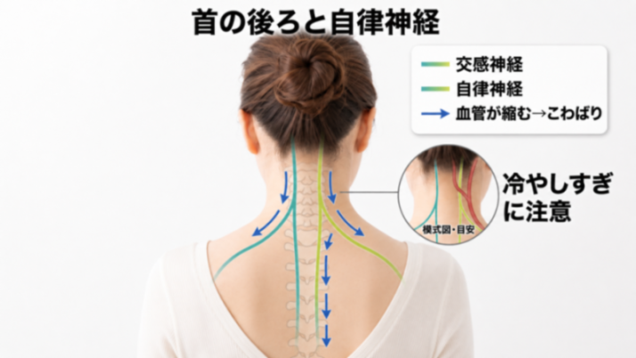 首の後ろと自律神経