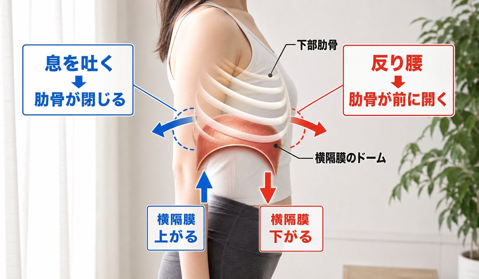 呼吸と肋骨力学図