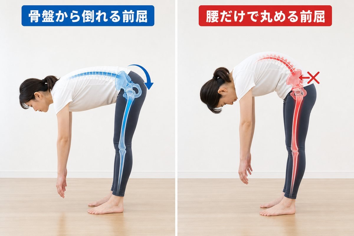 前屈の解剖図