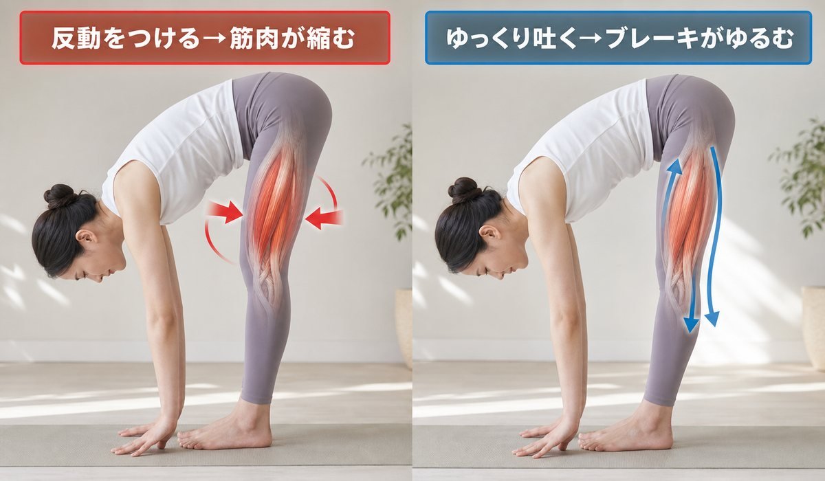 伸張反射メカニズム図