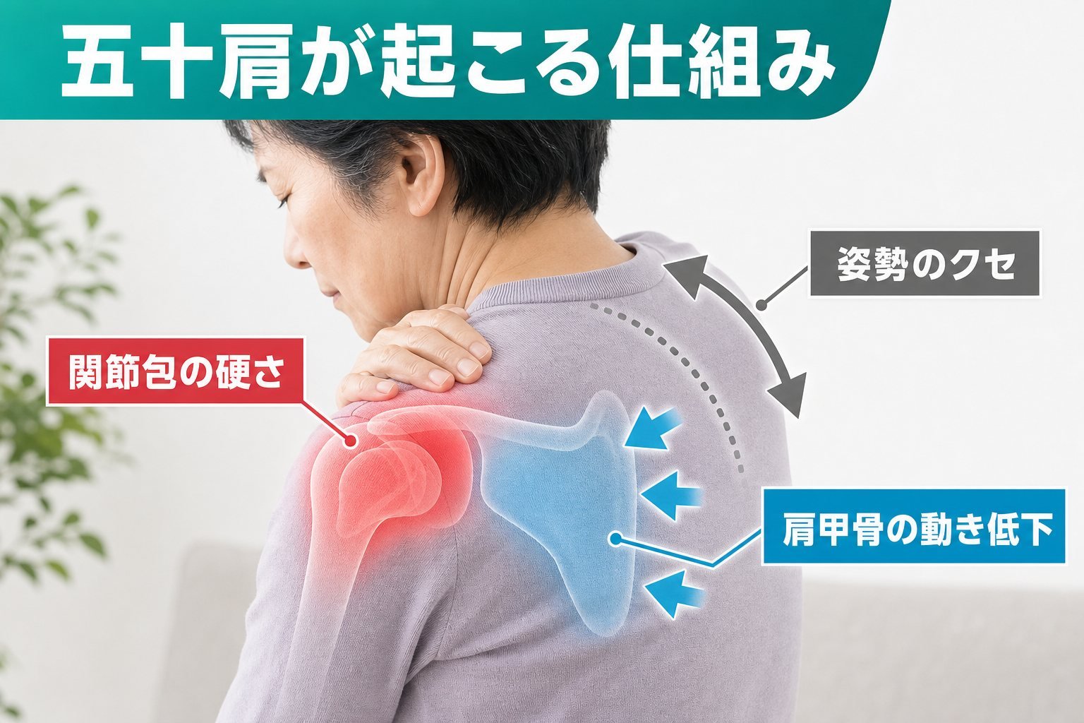 五十肩 07_mechanism｜こころ整体院 恵比寿院