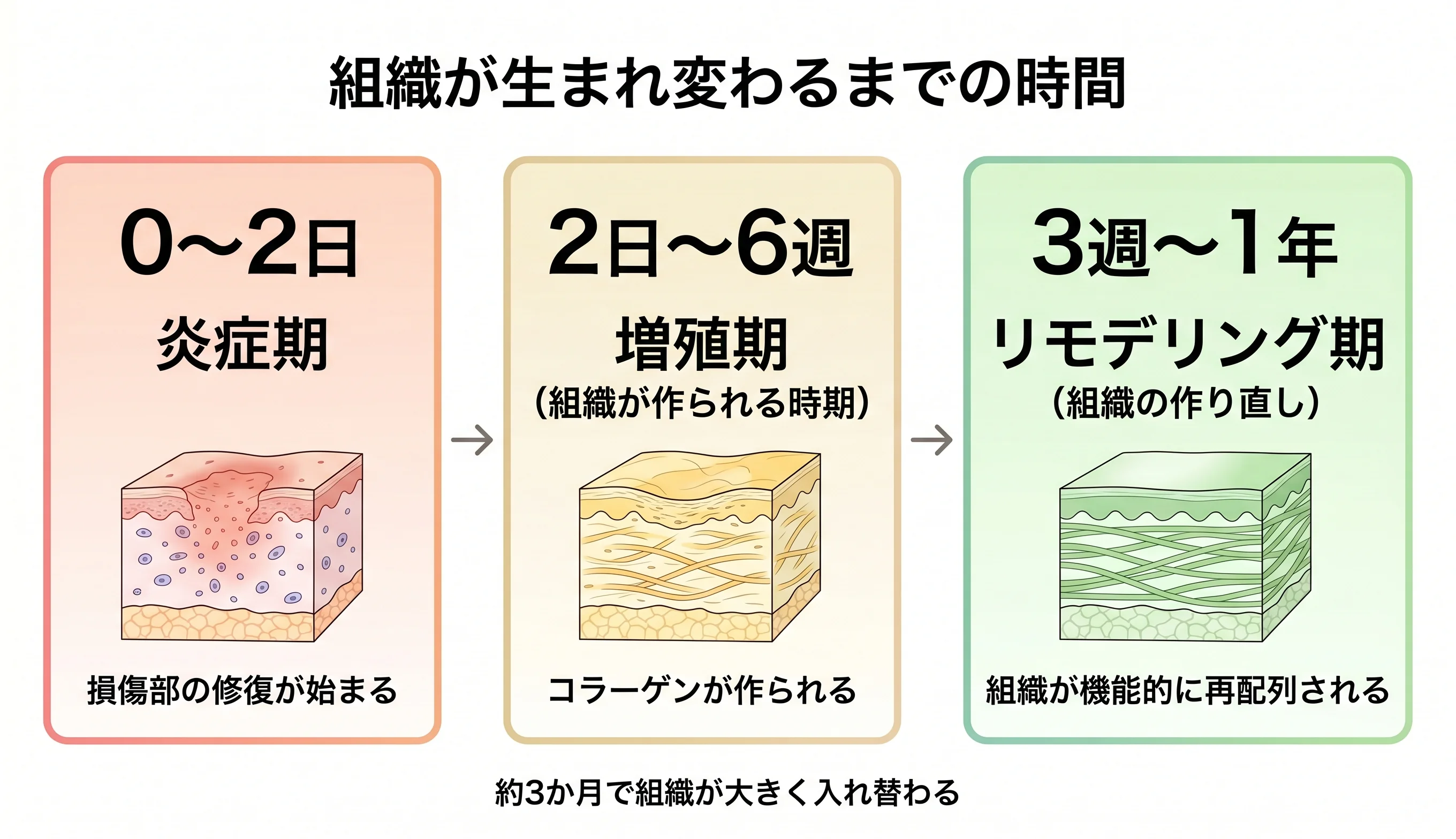 組織が生まれ変わるまでの時間：炎症期（0〜2日）→増殖期（2日〜6週）→リモデリング期（3週〜1年）